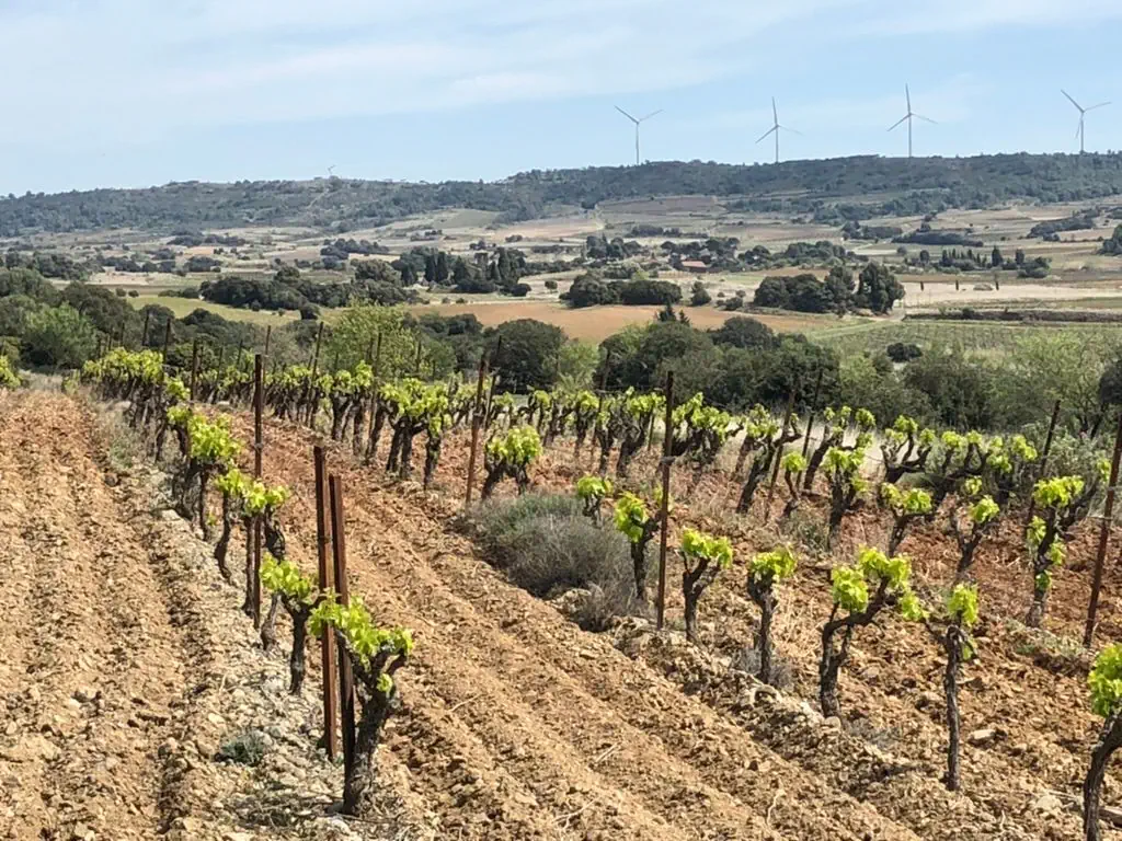 Les vignes du domaine face aux collines des Corbières